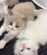 Ragdoll