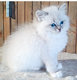 Ragdoll