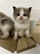 Ragdoll