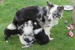 Adorables chiots Border Collie à vendre