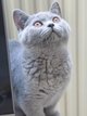 British shorthair bleu