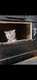 Maine Coon à vendre
