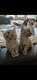 Maine Coon à vendre
