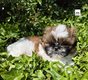 Superbes shih-tzu