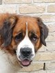 Saint-Bernard à vendre