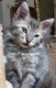 Mons- 5 magnifiques chatons à donner