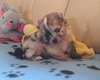 Chiots spitz