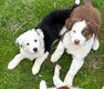 Berger australien pedigree élèves en famille