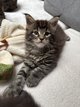 Chatons Maine coon