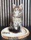Chatons Maine coon