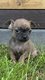 Magnifiques chihuahuas, 3 femelles et 3 mâles