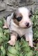 Chiots Berger Australien
