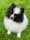 Chiot mâle élevé en famille