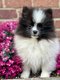 Chiot mâle élevé en famille