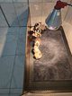 Chiots Berger Australien
