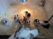 Chiots Berger Australien