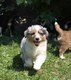 Chiots Berger Australien