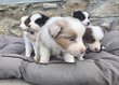 Chiots Berger Australien