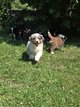Chiots Berger Australien
