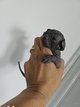 Magnifique femelle sphynx