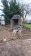Husky mâle à donner