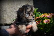 Chiots Morkie