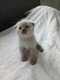 British et scottish shorthair