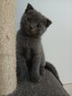 Chaton british shorthair et scottish fold pure...