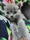 Chaton british shorthair et scottish fold pure...