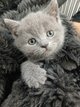 Chaton british shorthair et scottish fold pure...
