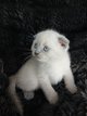British et scottish shorthair