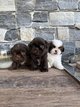 Superbe portée de Shih-tzu nains
