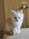 Magnifique chaton a reserver