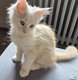 Magnifique chaton a reserver