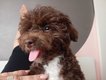 Magnifique chiot maltipoo chocolat, bichon...