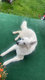Berger Blanc suisse
