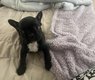 Magnifique bb bouledogue