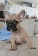 Magnifique bb bouledogue