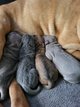 Chiot shar-pei pur race à reserver