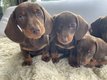 Chiots teckels poils ras