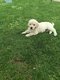 Chiots Golden retriever