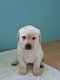 Labrador