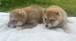 Shihba-Inu