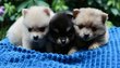 Magnifiques pomchis