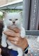 Chatons sacré de Birmanie