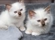 Chatons sacré de Birmanie