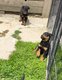 Beaucerons