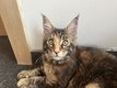 Baby maine Coon