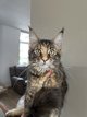 Baby maine Coon