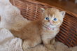 3 British Shorthair RED ou lilas